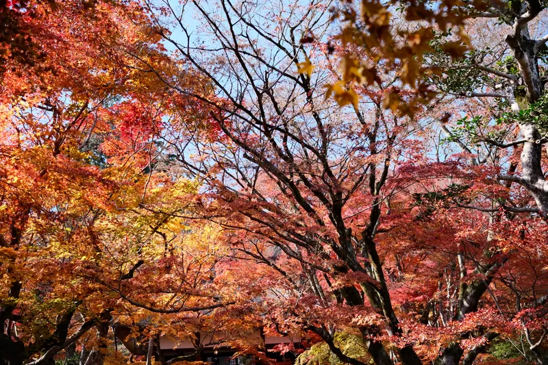 Kyoto, Osaka & Nachikatsuura